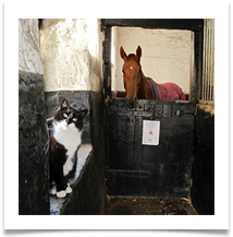A Stable Relationship - Helen Kulczycki.jpeg